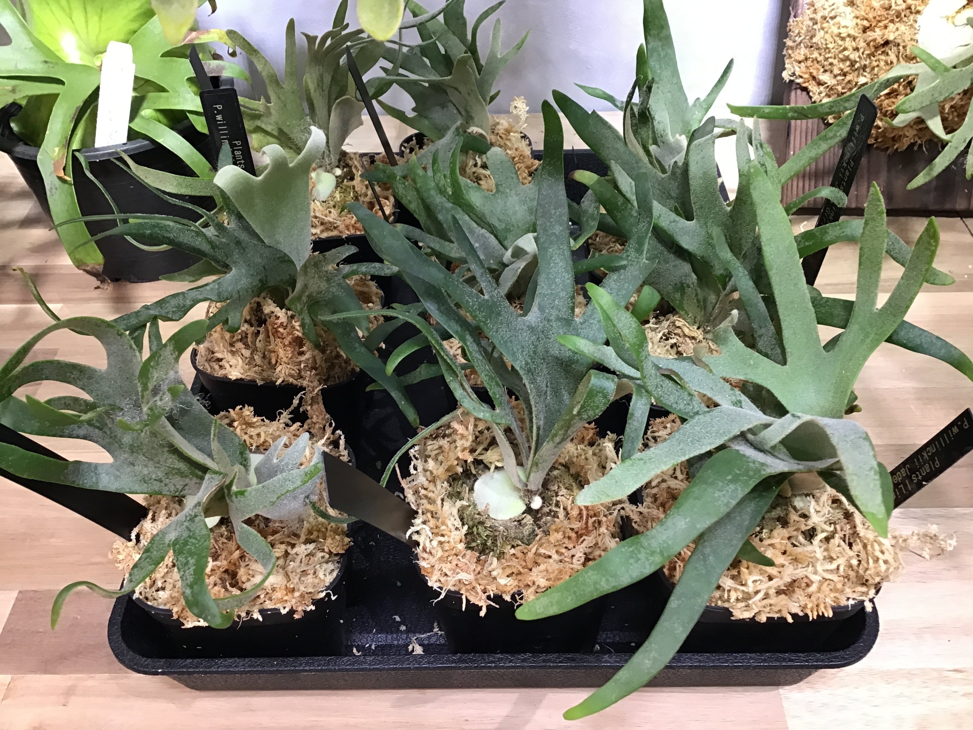 ALL ITEM | Plants.Links