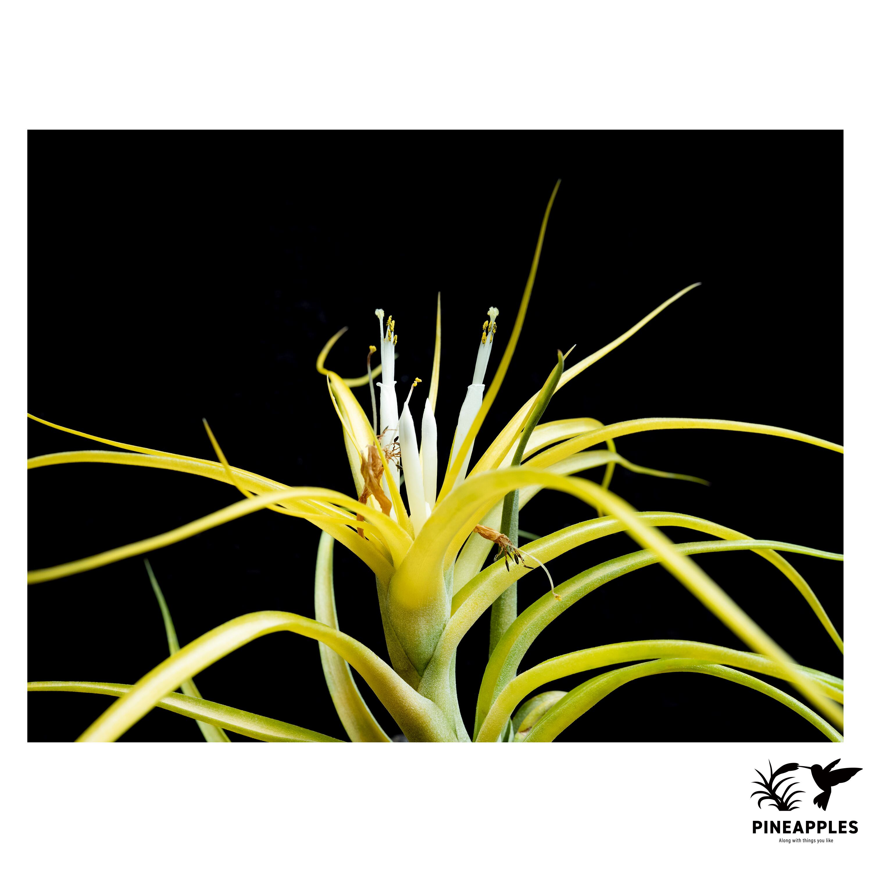 Tillandsia ionantha 'Succulent Form' 【現品】 | PINEAPPLES