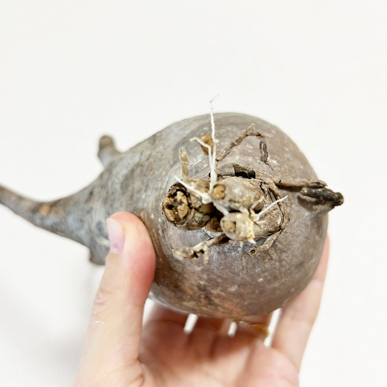 【現物/胴回り32㎝】パキポディウム・グラキリス。根腐れを防ぐ独自配合の用土で、初心者の方でも安心して塊根植物の育成を始められます|虫発生抑制