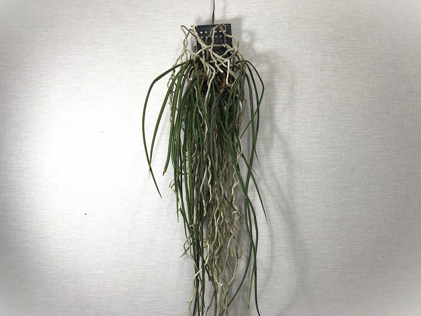 セイデンファデニア ミトラタ  着生蘭