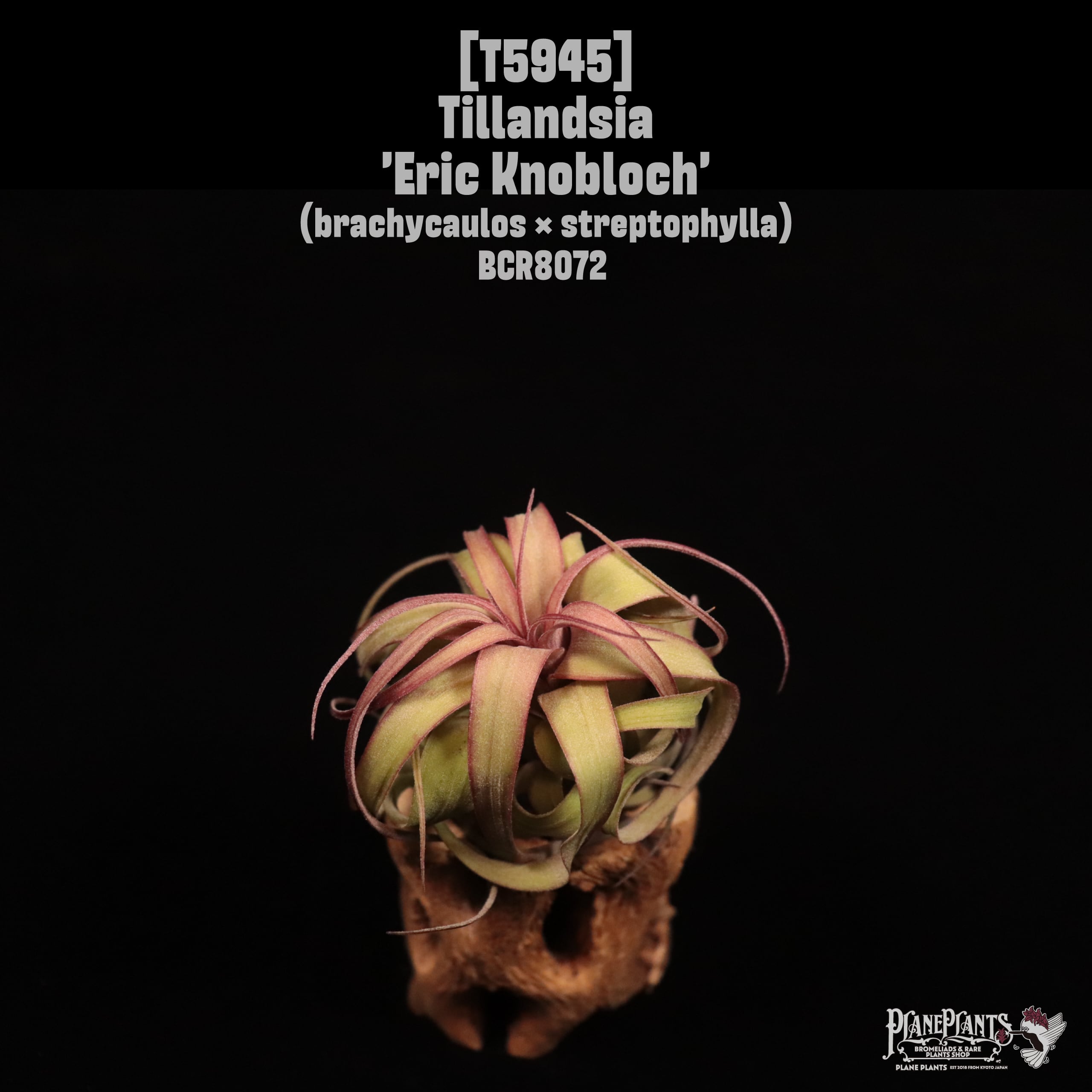 Tillandsia 'Eric Knobloch'〔ティランジア〕T5945