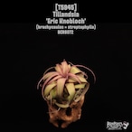 Tillandsia 'Eric Knobloch'〔ティランジア〕T5945