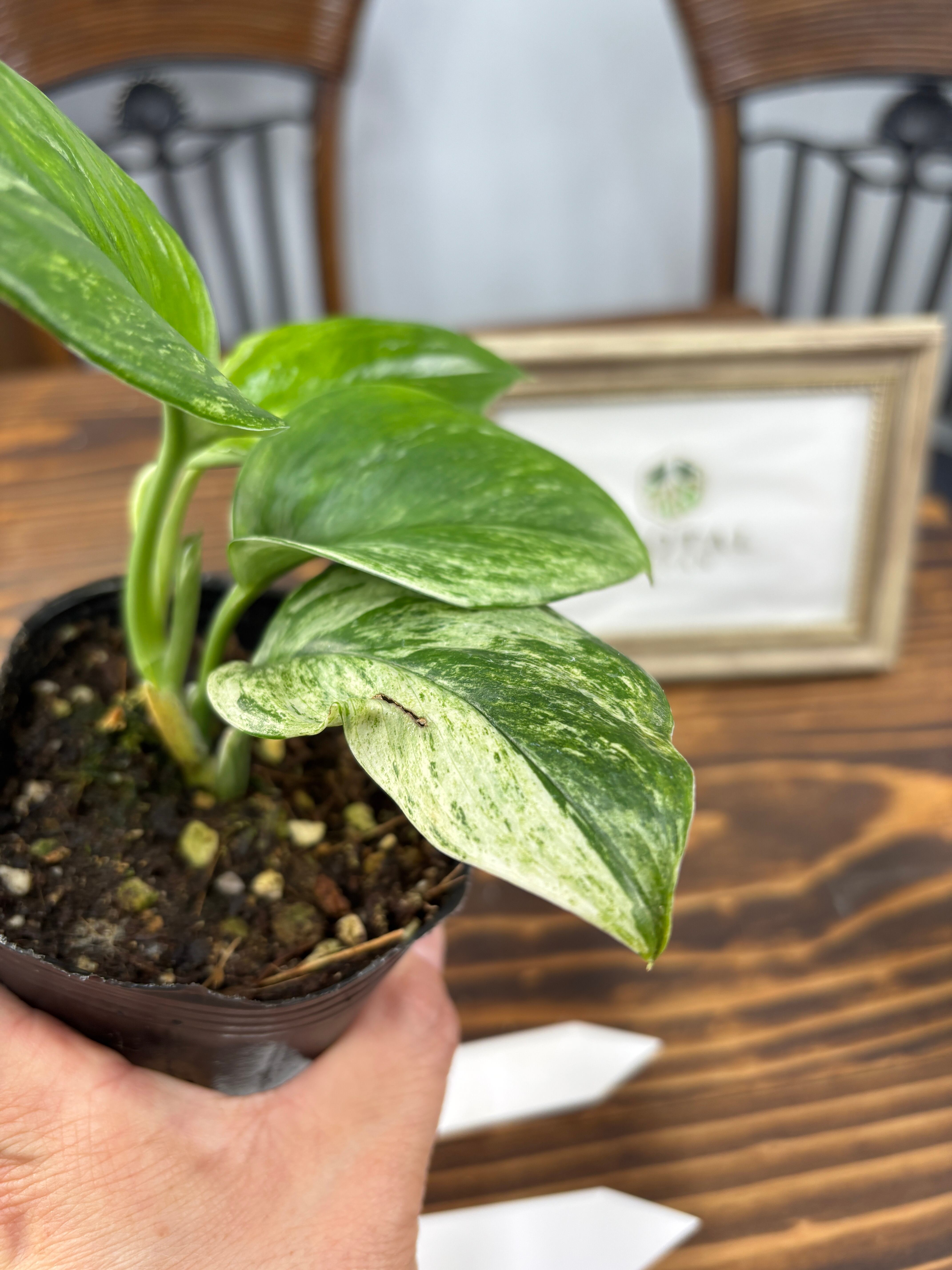 ☆1057 【超レア】スキンダプサス ムーンライト アルボ （3号ポット