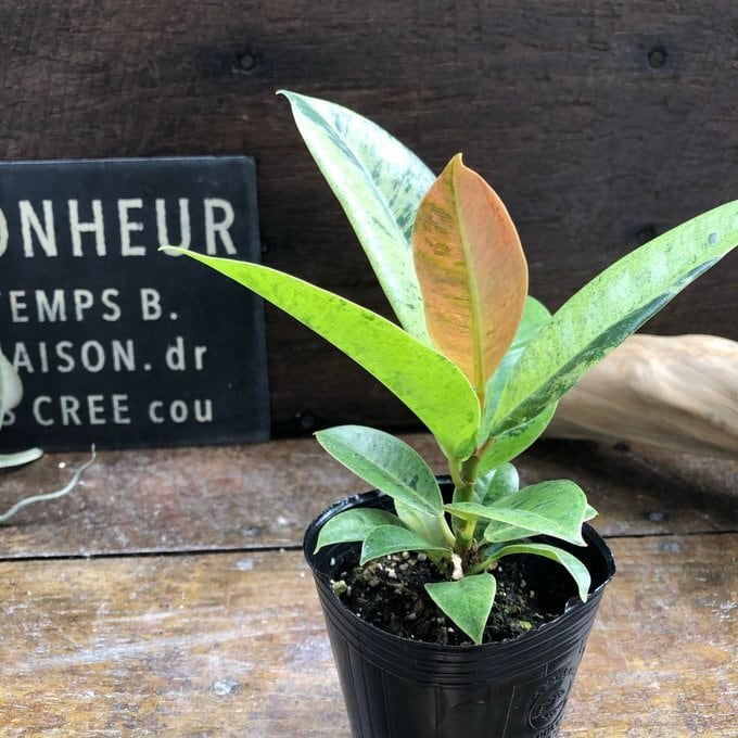 フィカス ジン】☆希少品種 斑入り ゴムの木 観葉植物 3号ポット ミニ