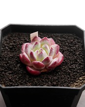 カット苗 ストロベリーアーモンド Echeveria 'Strawberry Almond'