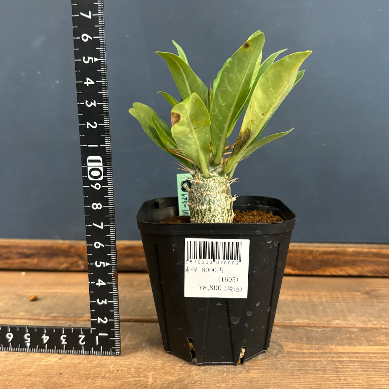 パキポディウム レアリー【1038】