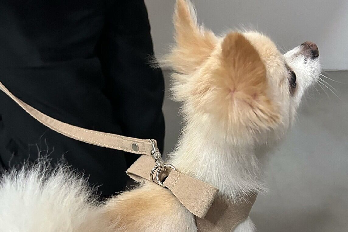 予約＞soph Milla Ribbon Harness 軽量バックリボンハーネス ベージュ