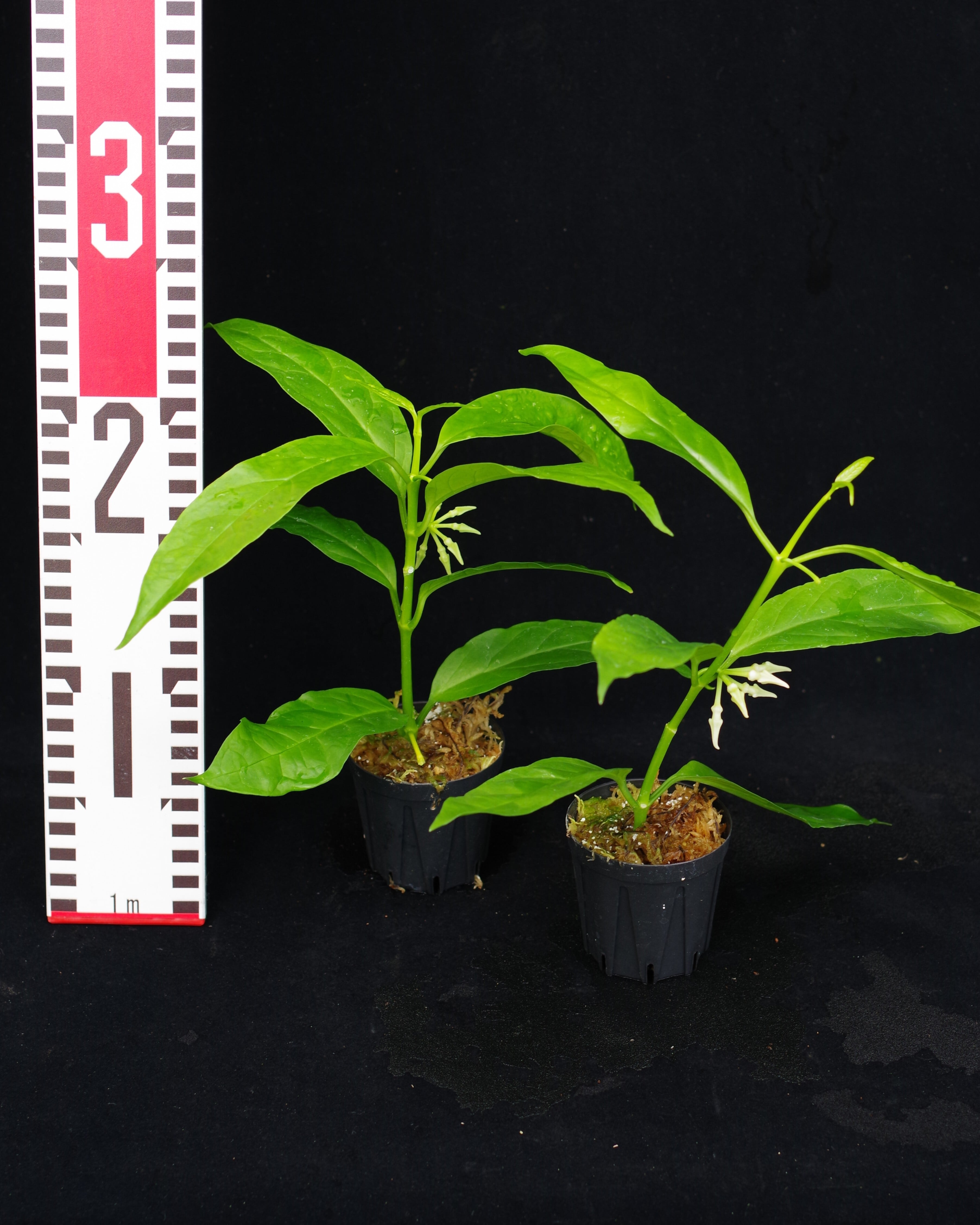 Hoya decipulae | 伊藤蟻植物農園