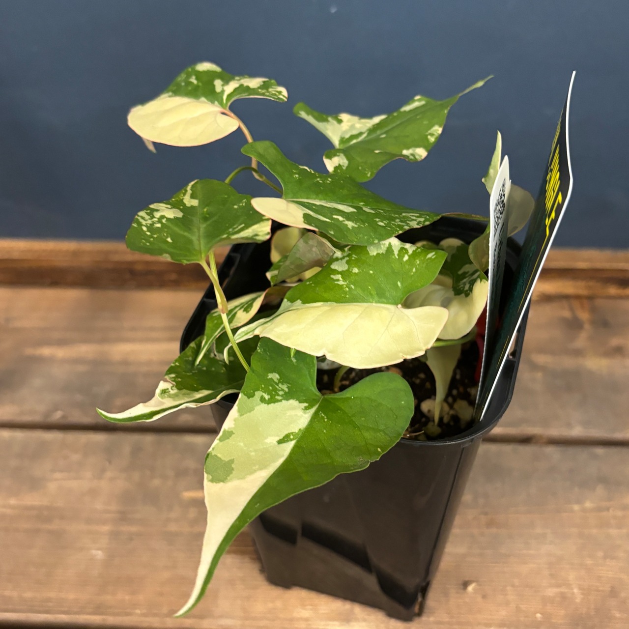 ファロピアマルチフローラ【917】