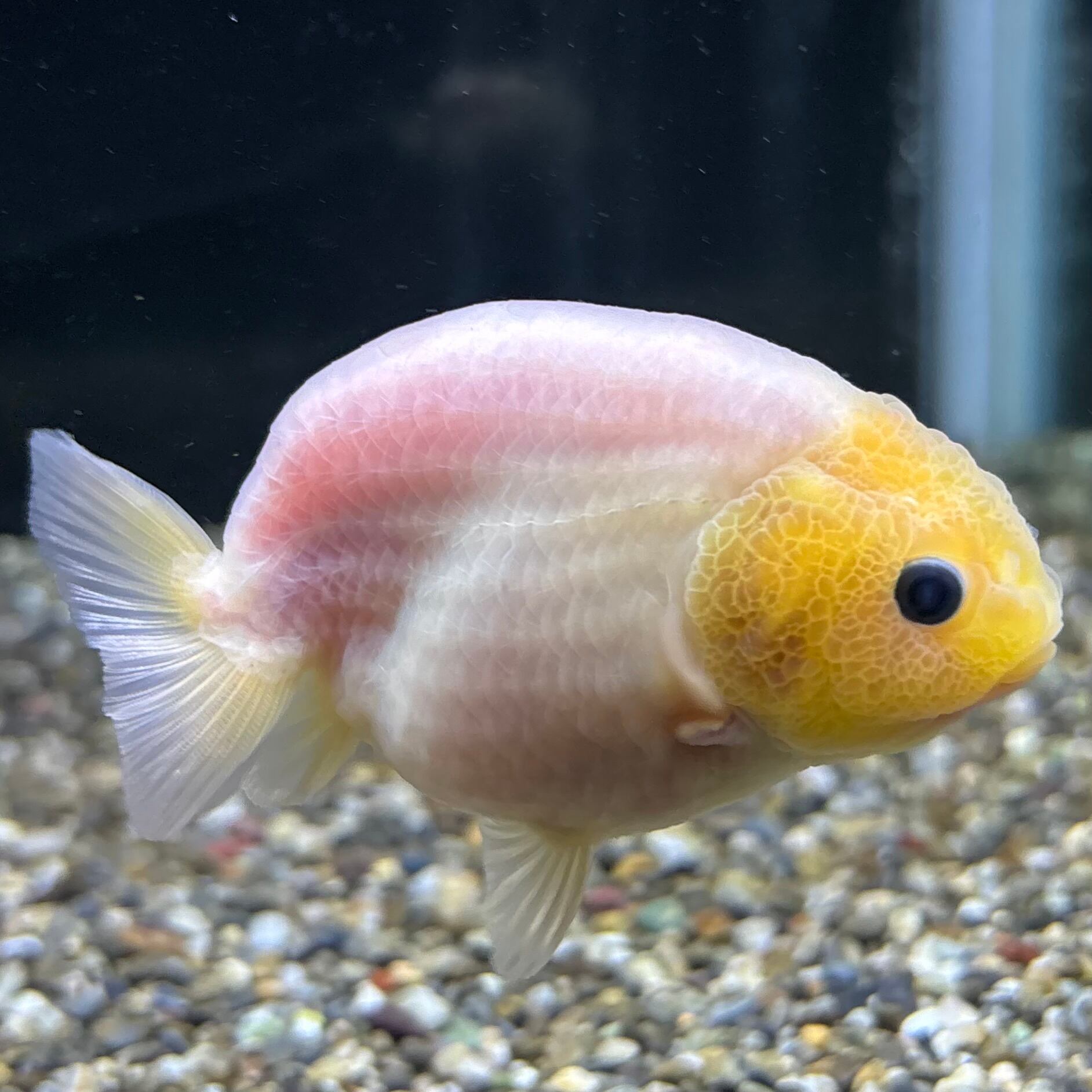 らんちゅう | 金魚・熱帯魚専門店 AquaPro.H