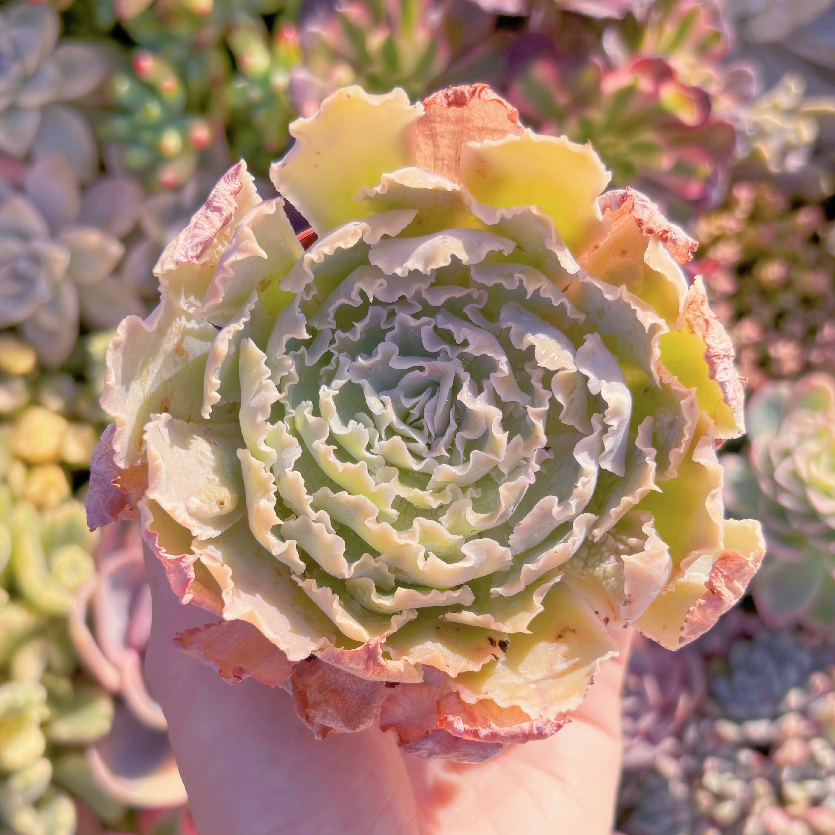 現品　祇園の舞#M062　るる農園