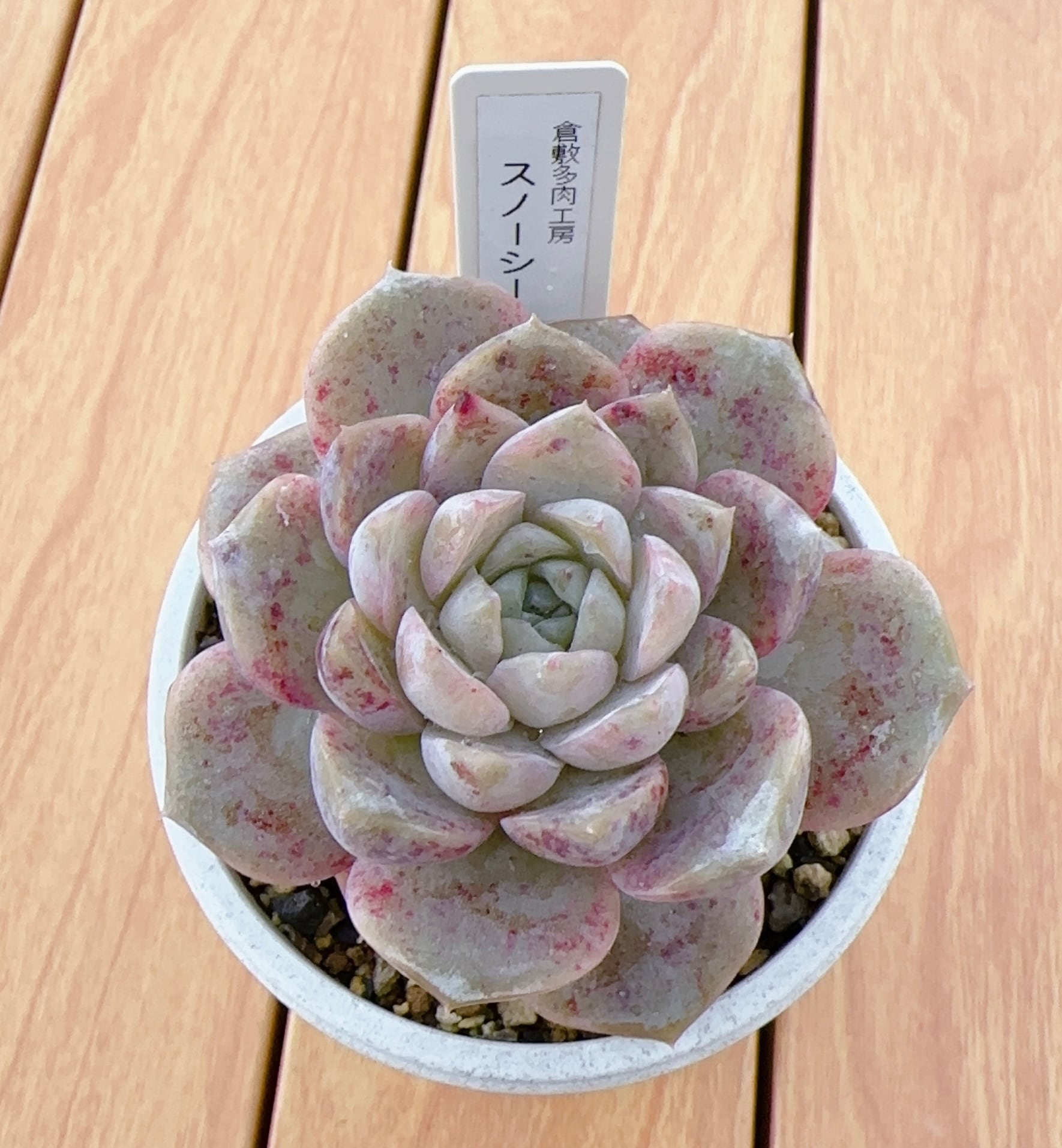 寄せ植え苗10個セット | 倉敷多肉工房