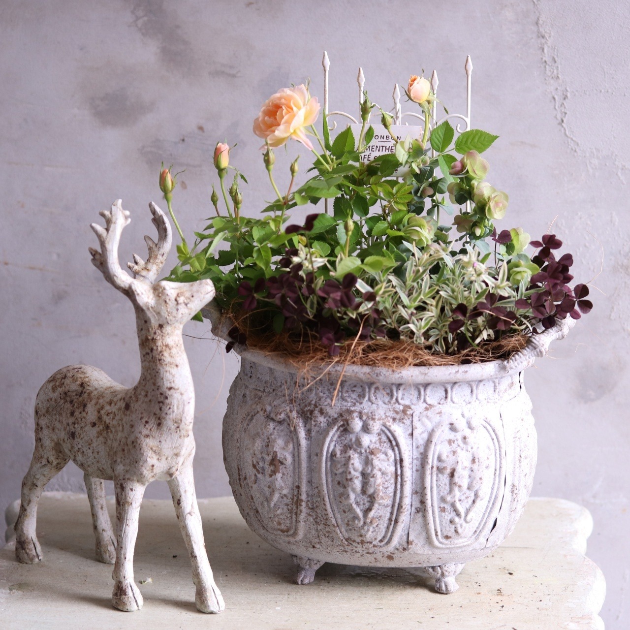 mondimanche 寄せ植え　ミニバラプリズムとシャビーポット｜届いてすぐ玄関に飾れる 　プレゼントにもオススメ　