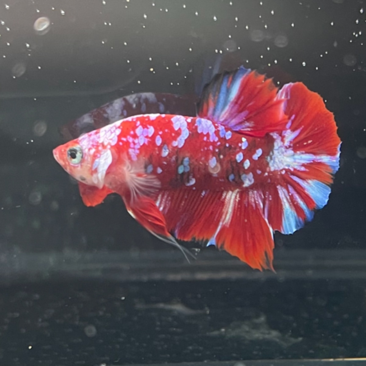 4cf23eedfb0143e4adc3b44495dc36