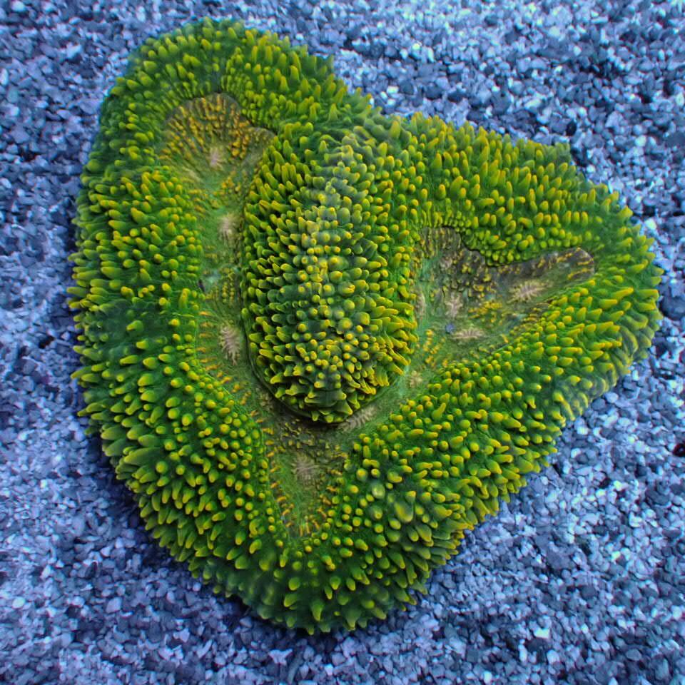 【★】マルハナガタサンゴ　オオバナサンゴマルチ マルハナガタサンゴはどんなサンゴ？飼育法と注意点！【水質・光