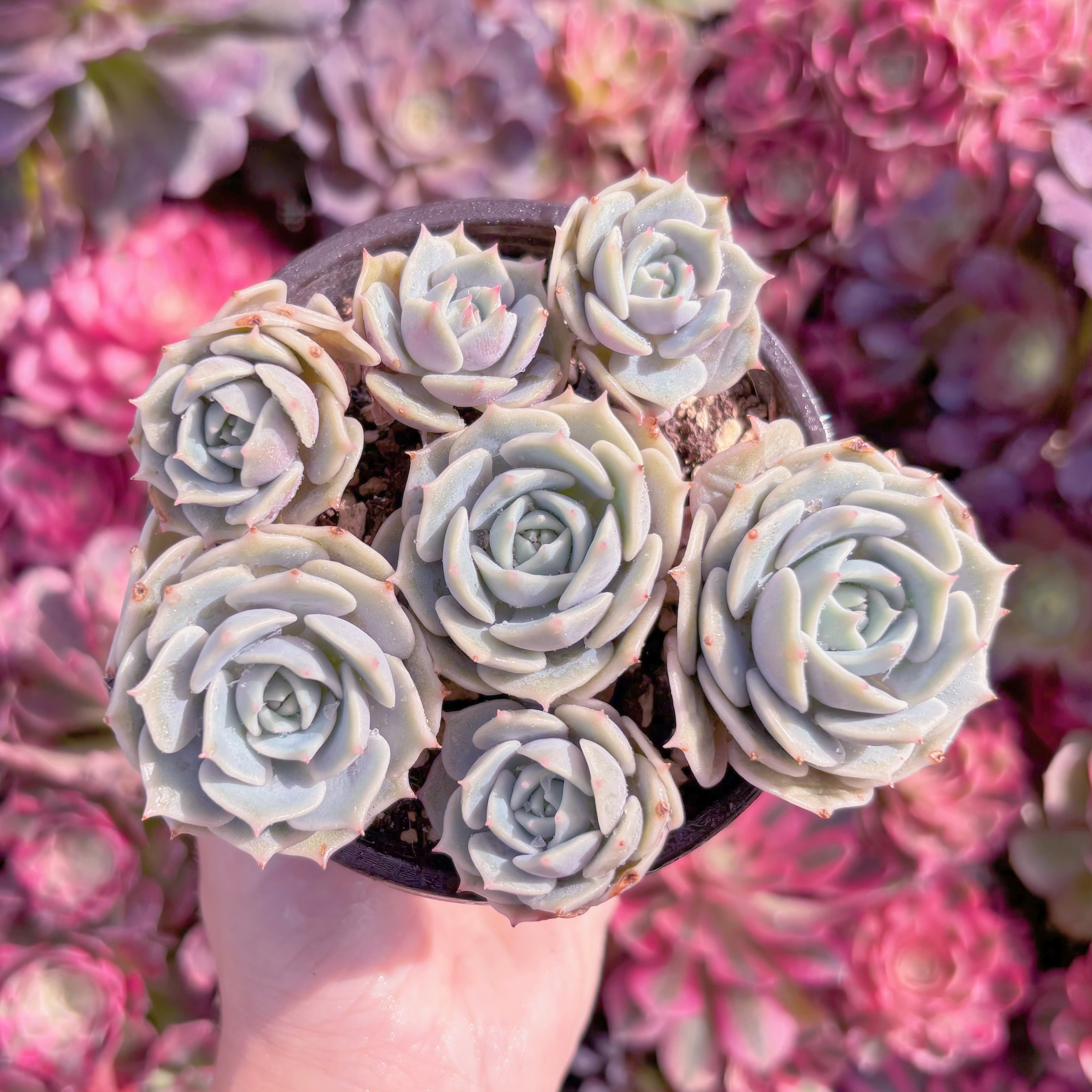 現品　ローラ#K490　るる農園