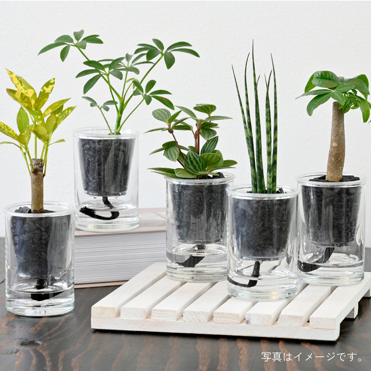 炭の樹 5鉢セット | sumino