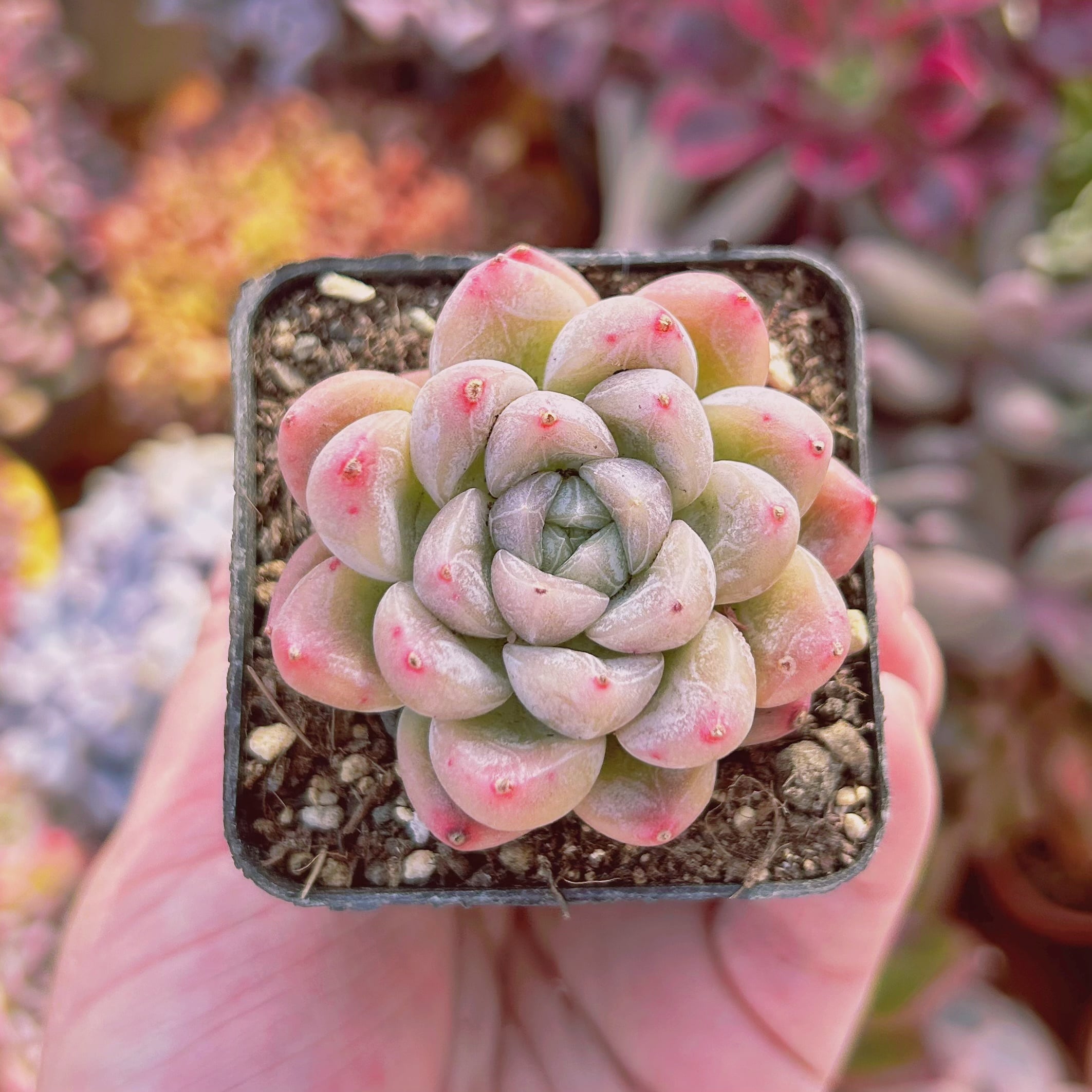 541現物 多肉植物 エルサ | るる農園~多肉植物専門