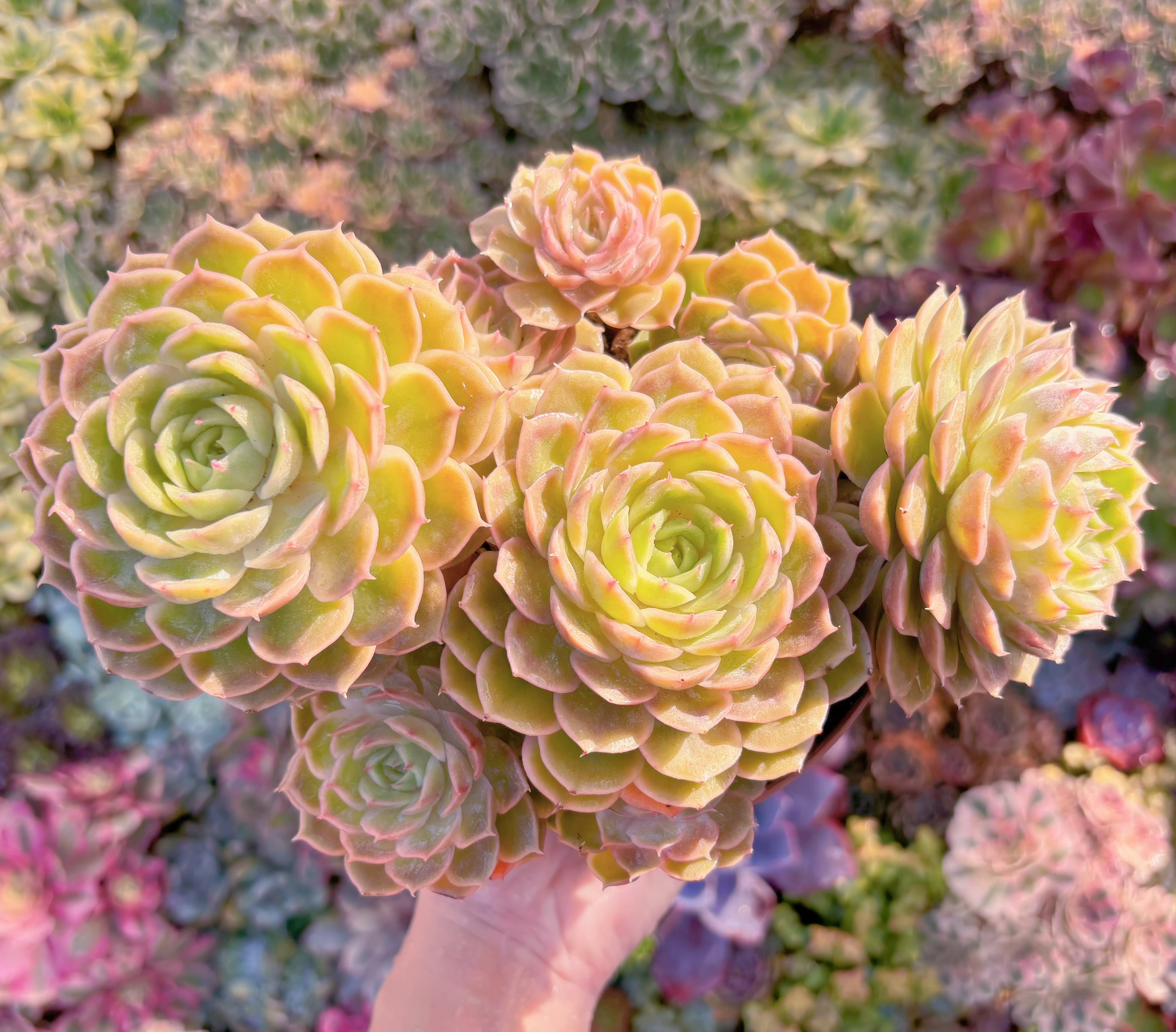 現品　オンスロー#748　特大群生　新入荷　るる農園