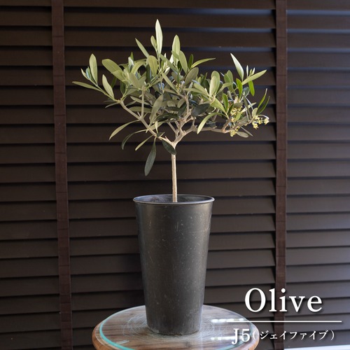 花芽付き Olive オリーブの木 J5 ジェイファイブ 樹脂鉢 オリーブ トピアリー
