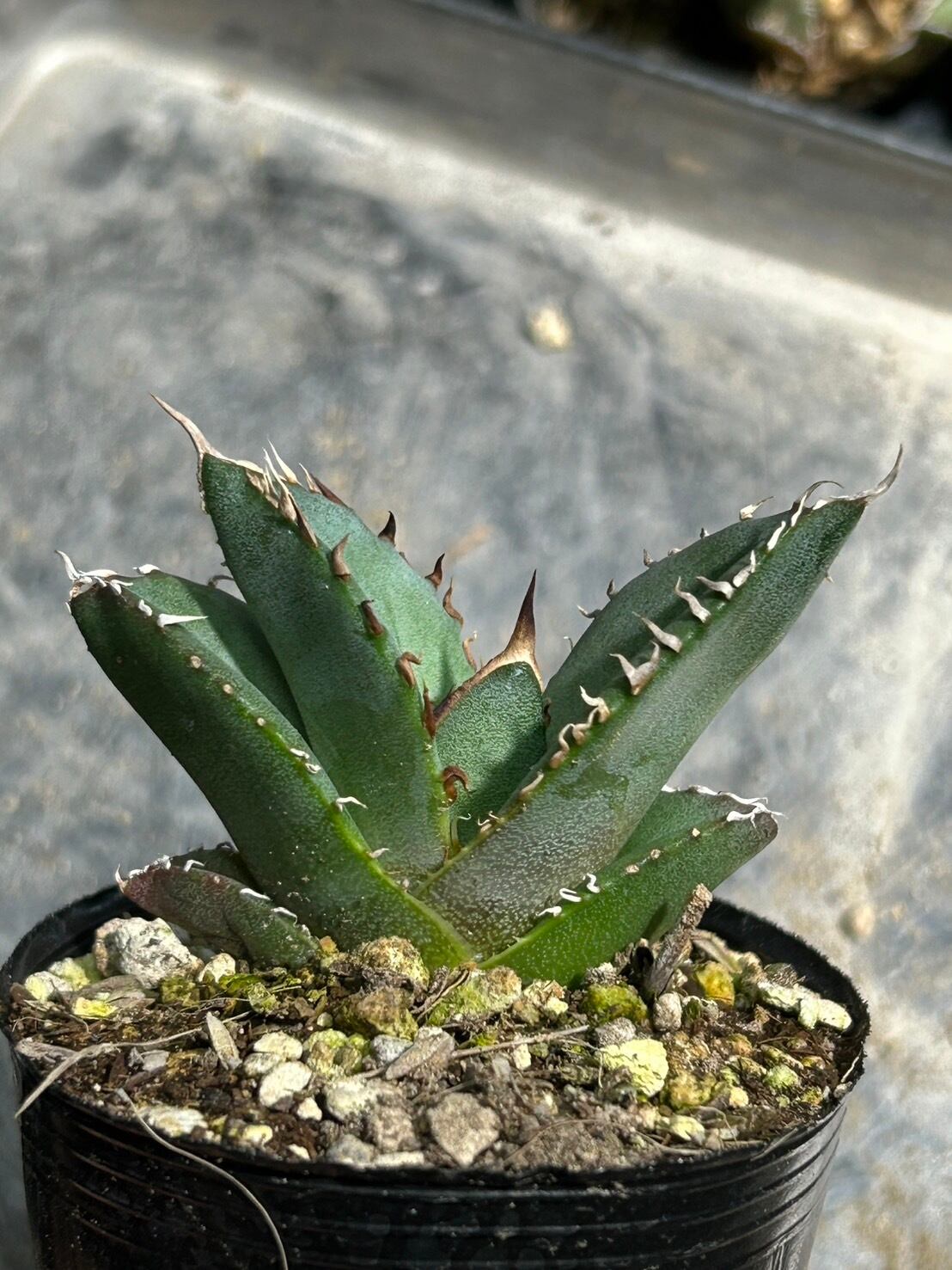 【 72 】oteroi seedling ②