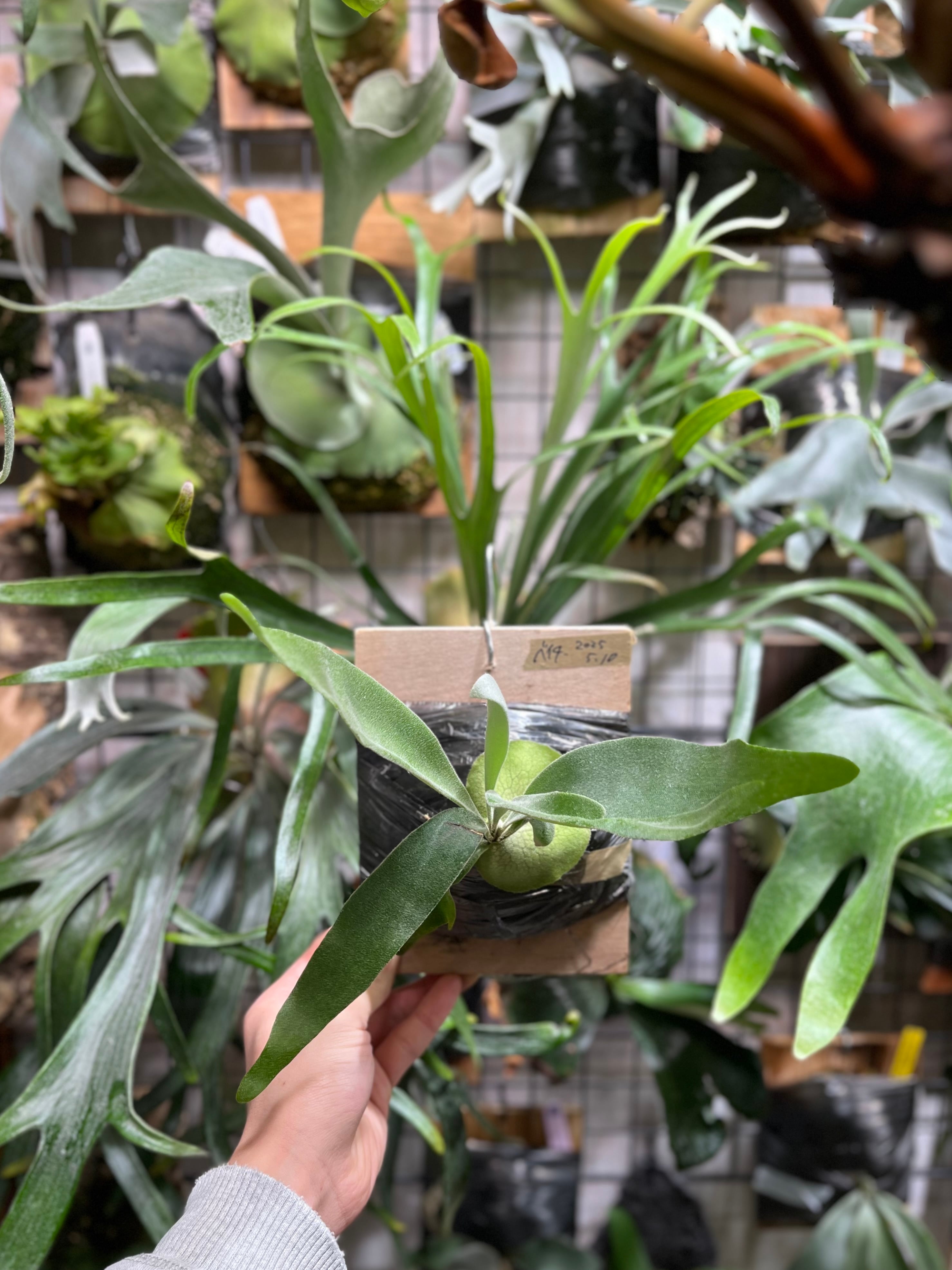 ビカクシダ willinckii Dwarf Nook × Bogor Mr. Suddan (mix spore