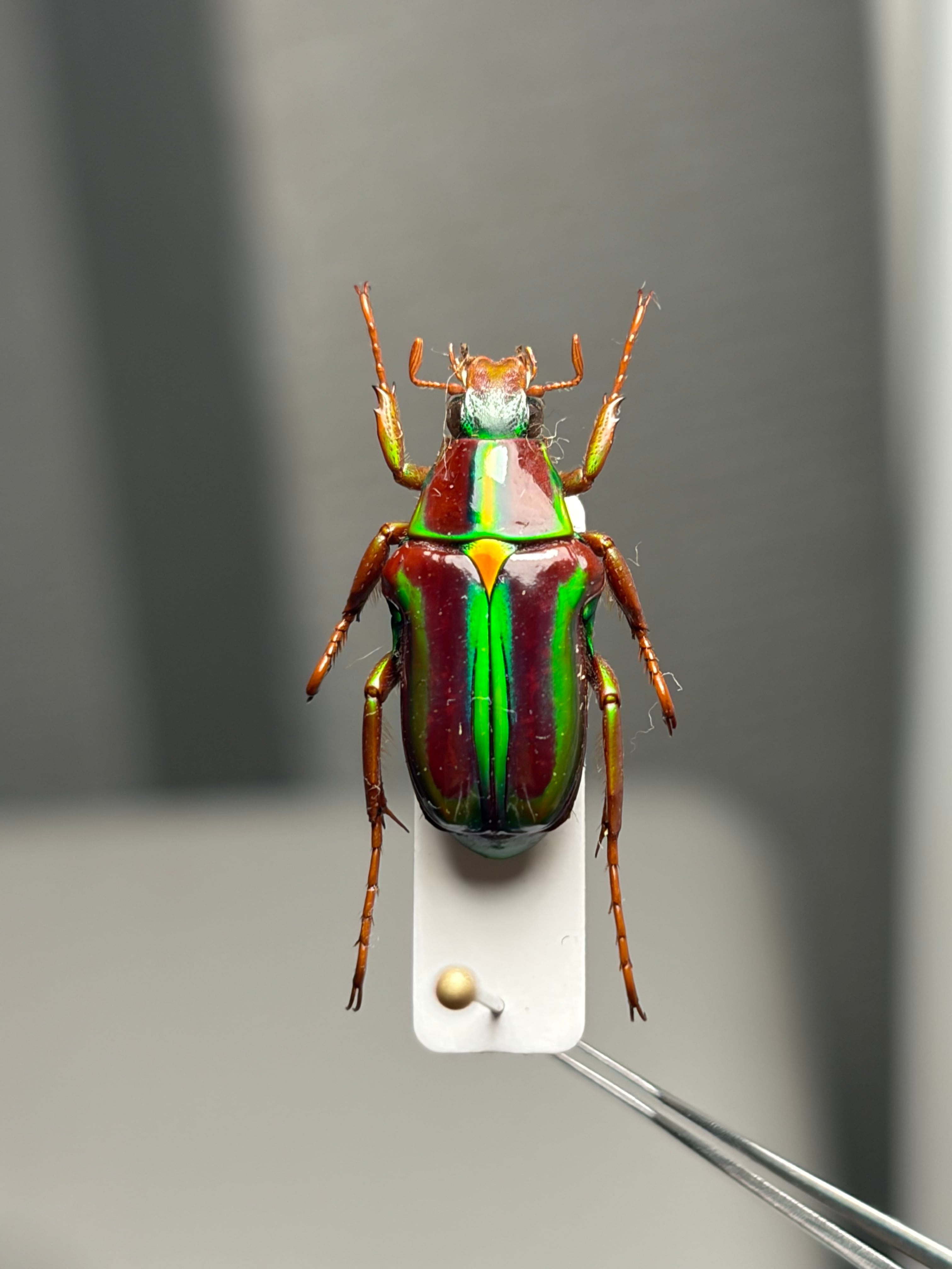 47mm♀】ラッケリーテナガカナブン 標本ウグイスコガネカメムシ