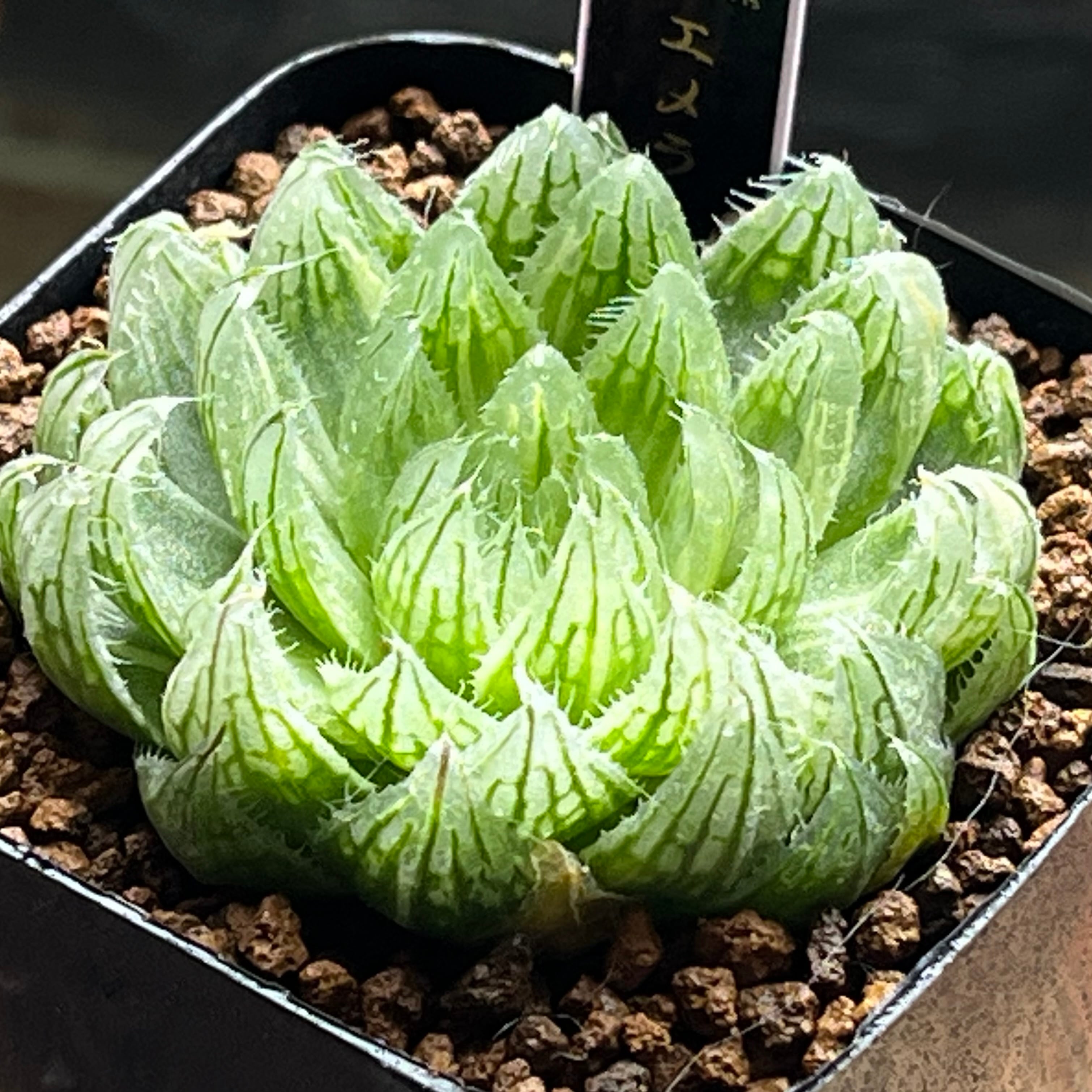ハオルチア エメラルドLED錦 | mocono_plants
