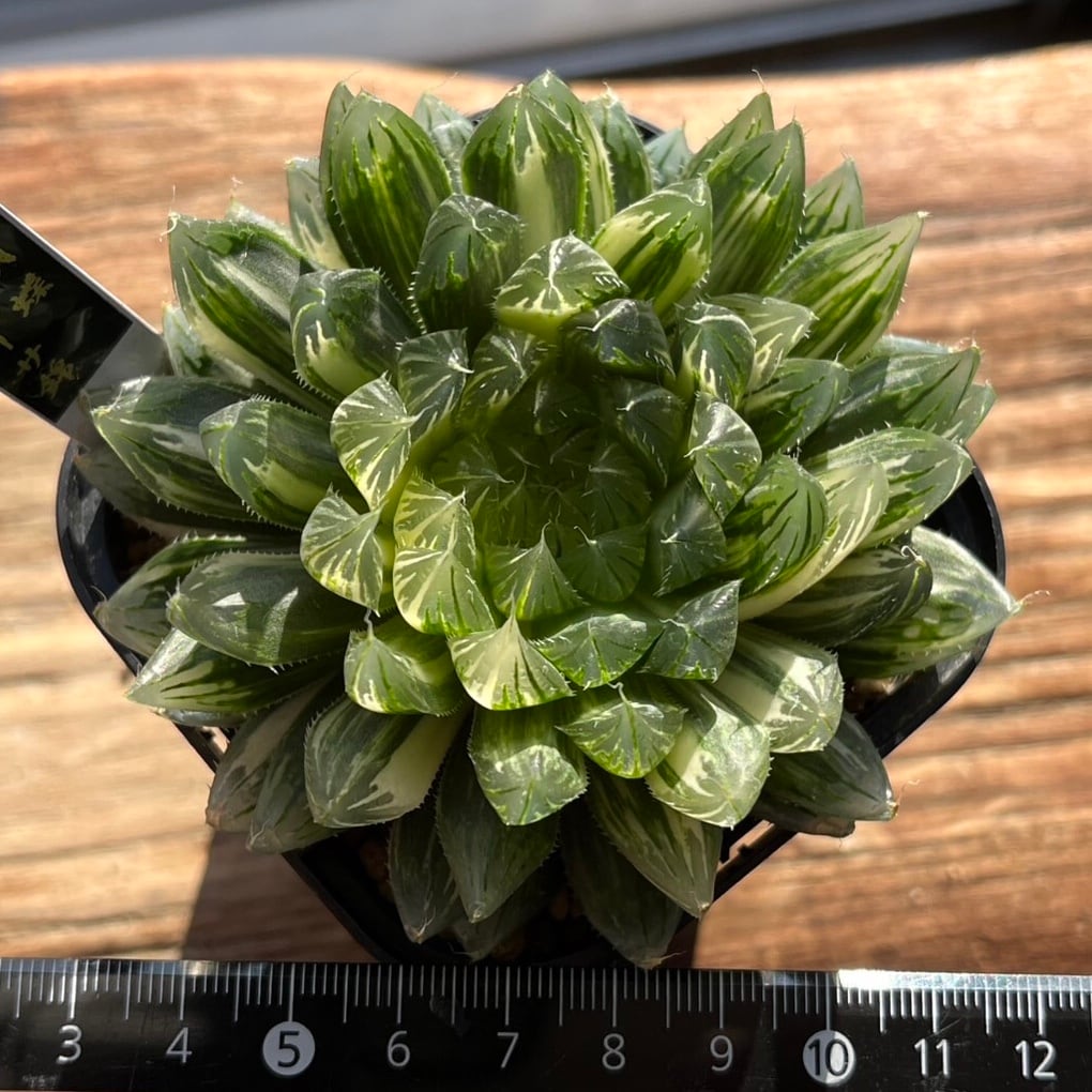 ハオルチア 花胡蝶 オブツーサ錦 | mocono_plants