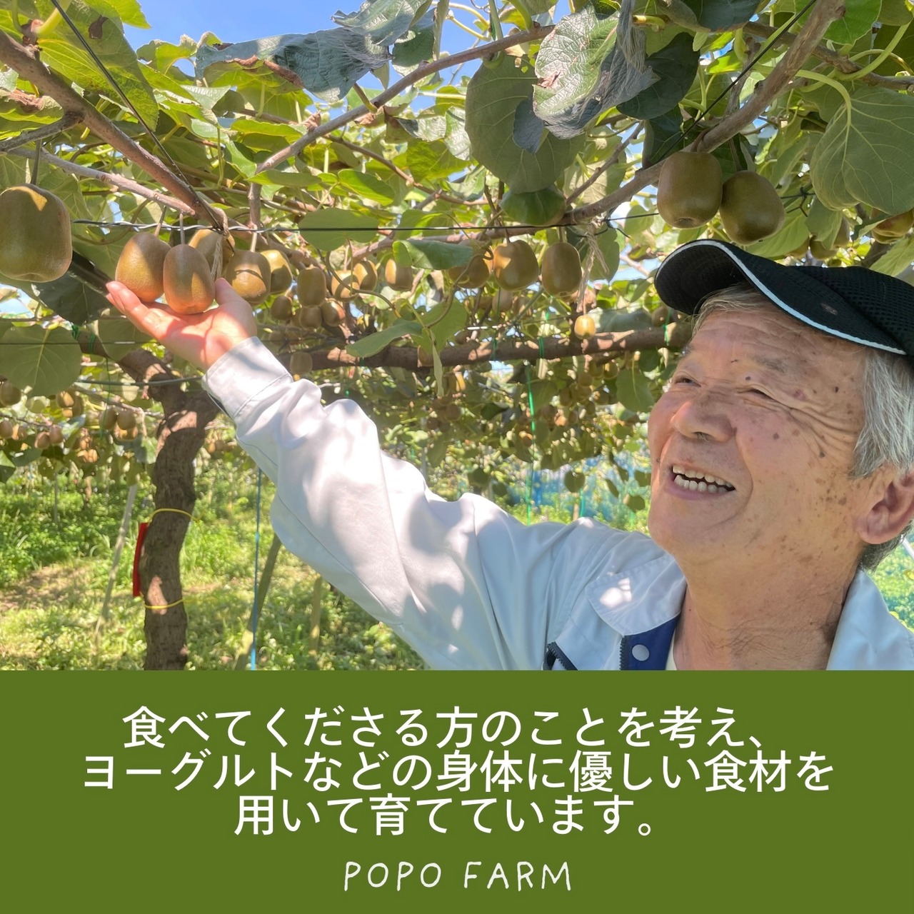 ＜10月下旬より順次発送＞【訳あり】【産地直送】レインボーレッドキウイ　Mサイズ 約12個(約1.0Kg)