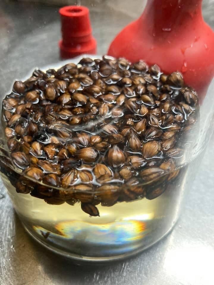 有機麦茶（大）粒タイプ　