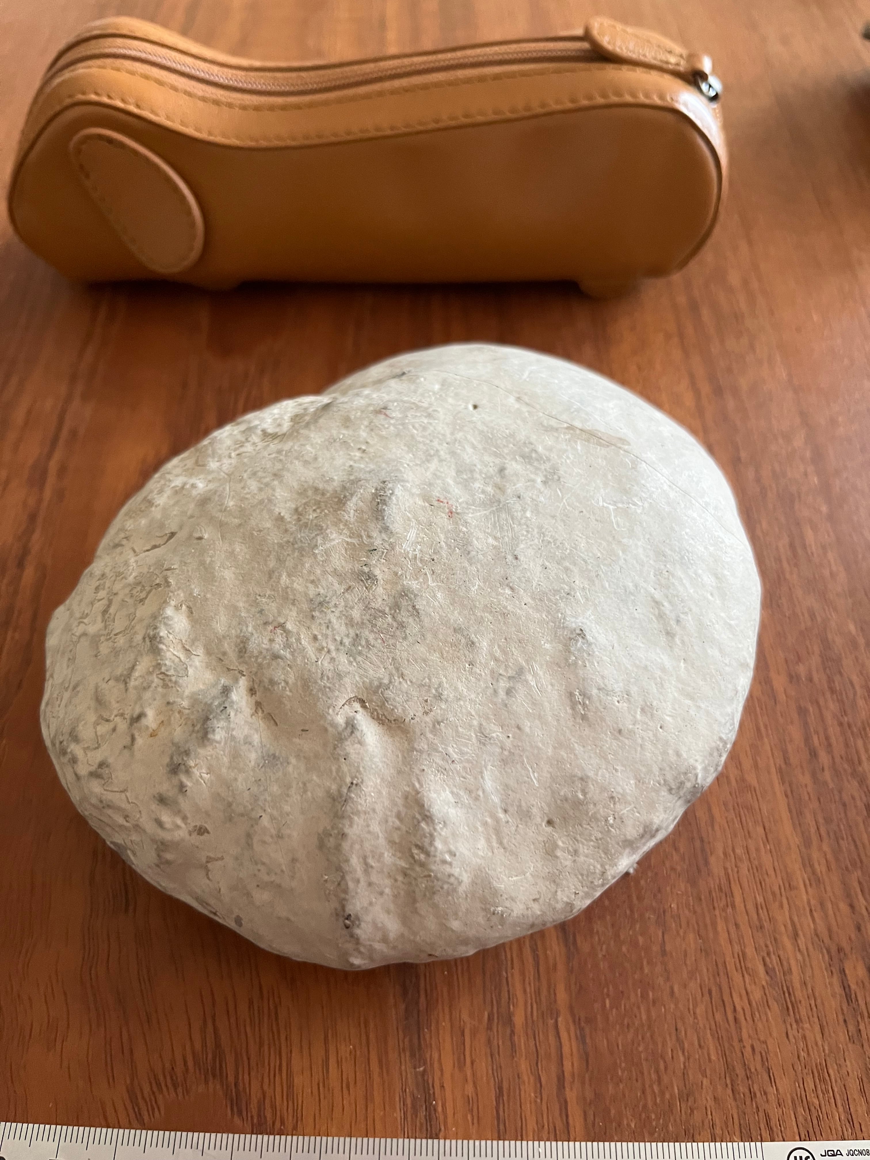 北海道の化石】ユウパキディスカス むかわ町産 | YMS STONE SHOP