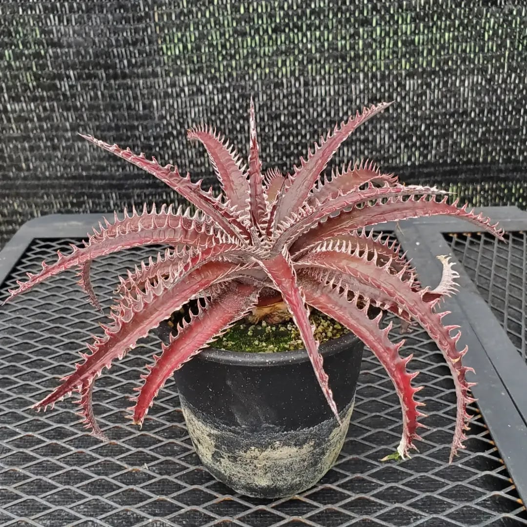 F00509_【Otto #02】Dyckia dawsonii Hybrid 'Purple Silver' x 'Big