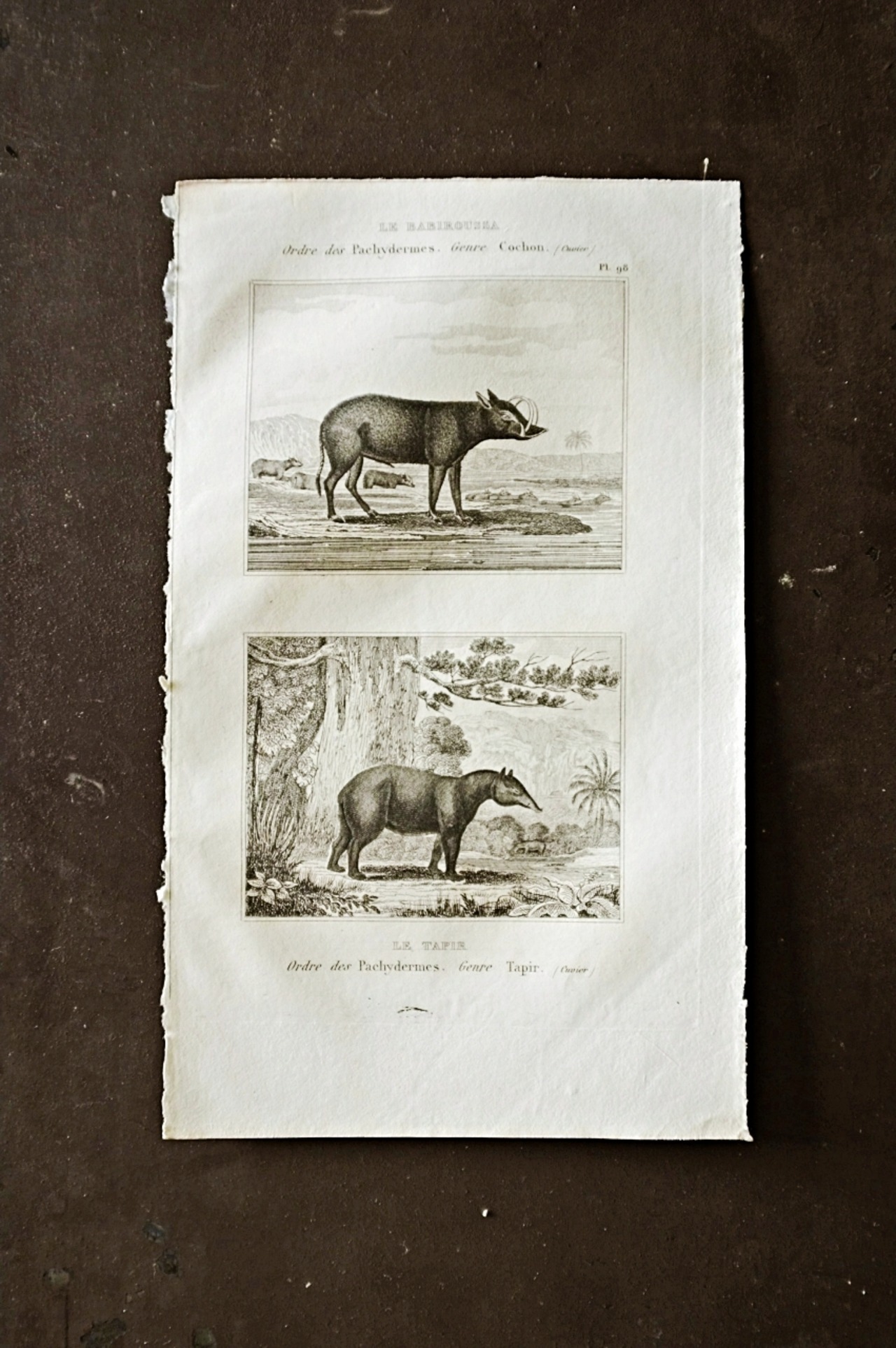 フランス BUFFON 1835s ビュフォン伯爵による動物たちの博物画  バルビサ バク アンティーク