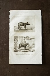 フランス BUFFON 1835s ビュフォン伯爵による動物たちの博物画  バルビサ バク アンティーク