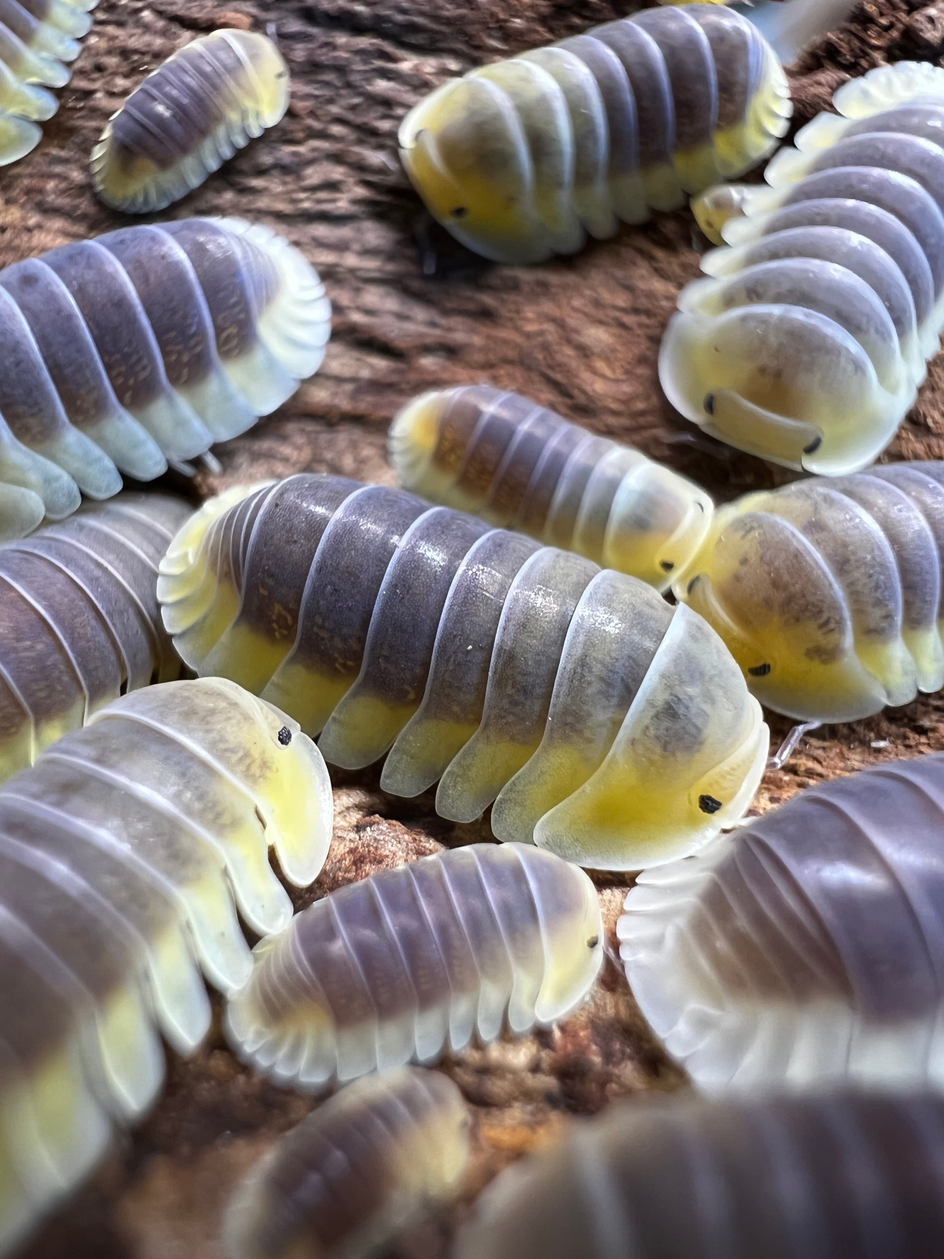 レモンブルー ダンゴムシ 7匹 | SHUNisopods ダンゴムシ、ワラジムシのお店