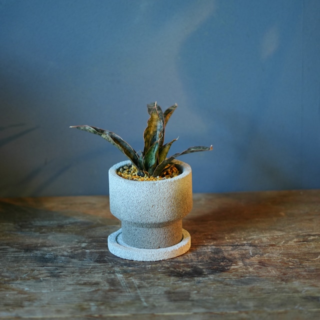 サンスベリア キルキー コパトーン 器セット A