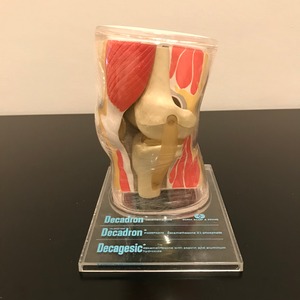 1962年製　膝（ひざ）関節の医療模型　医療機関用　米国薬品メーカの非売品　