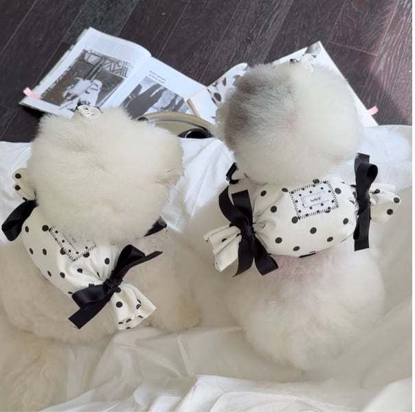 予約【todley】Dot Candy Backbag