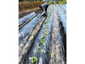 【第2弾】土付き採れたてシルクスイート2.5kg