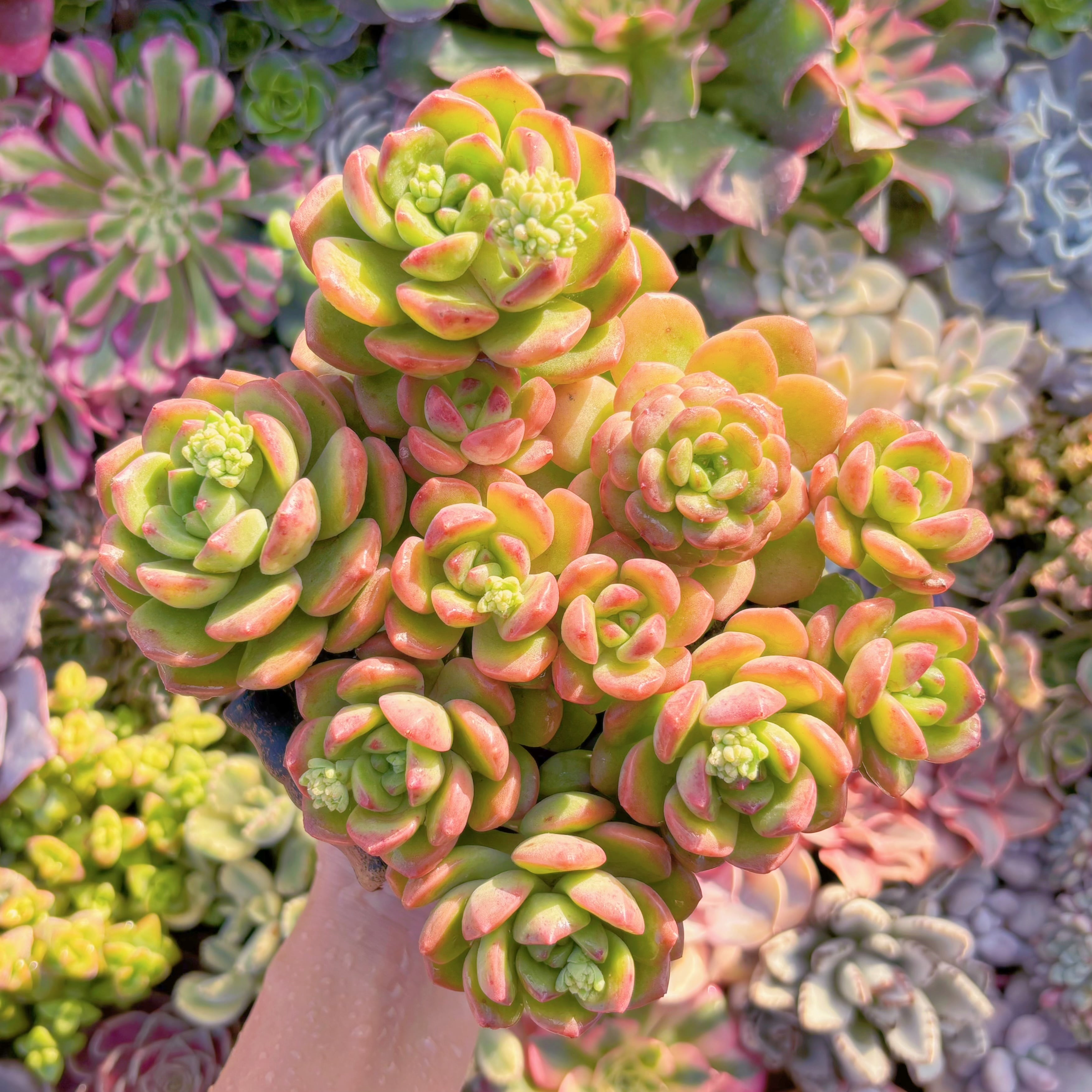 現品　サンシャインローズ#M169   大群生　新入荷　るる農園