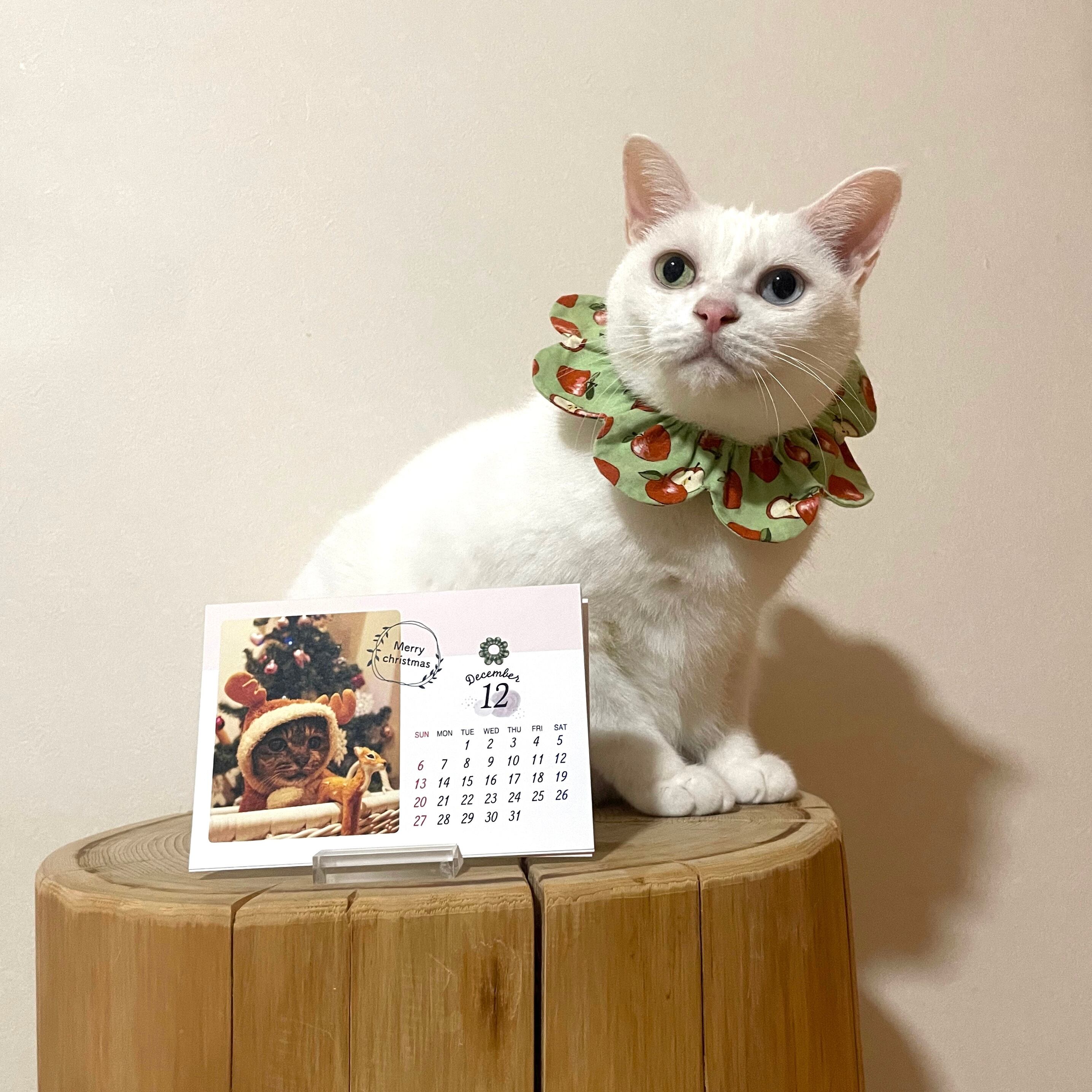 ザビエル首輪 mocoto cat