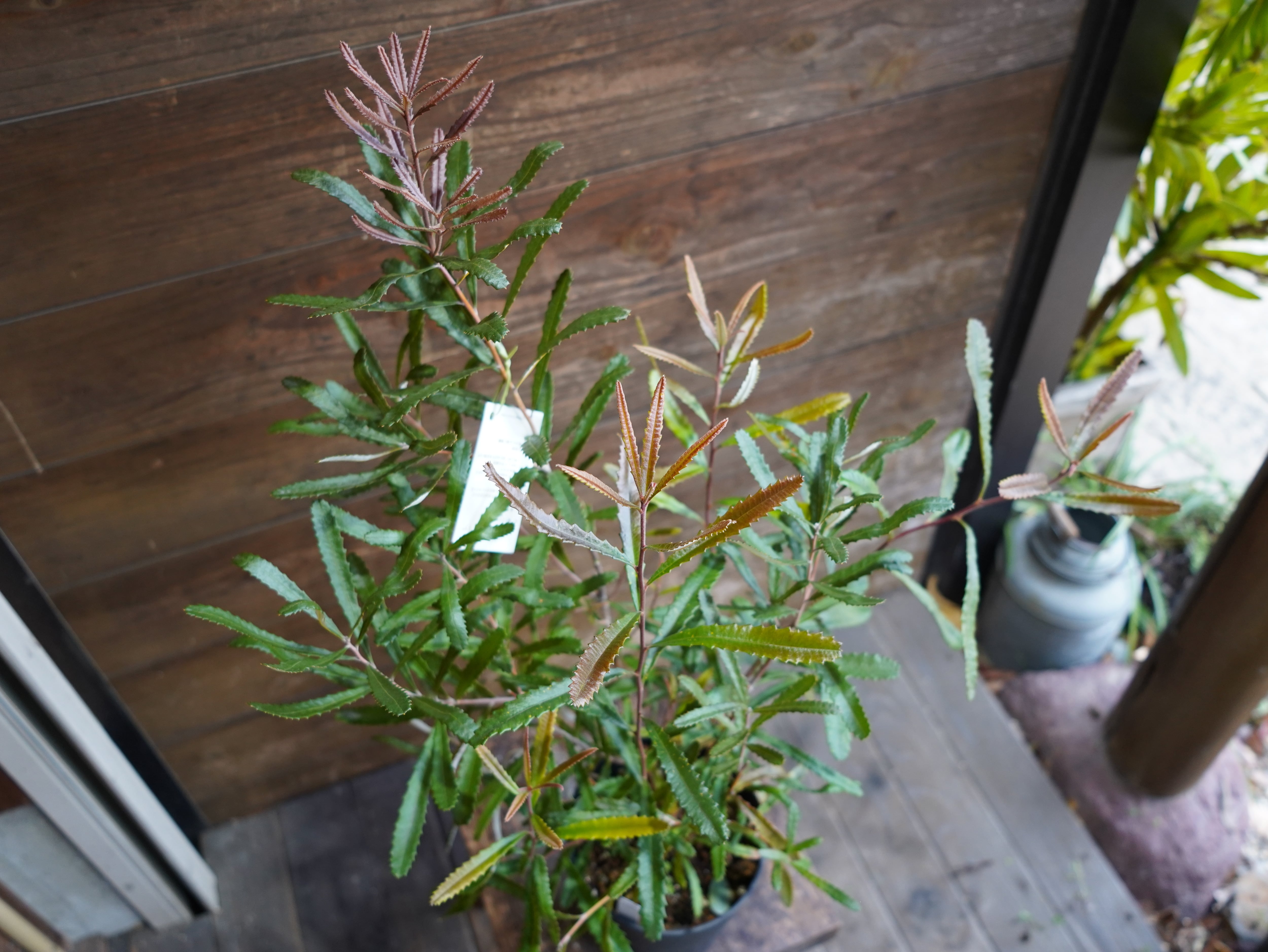 【現物】バンクシア　”オブロンギフォリア”　A