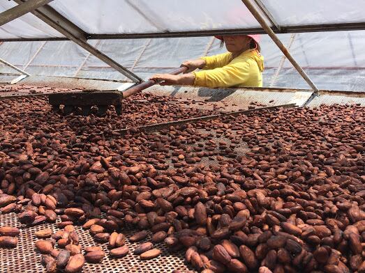 フィリピン・ミンダナオ島産 カカオ生豆 250g | cocomas chocolate & cacao