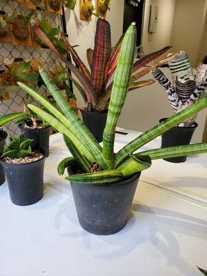 Sansevieria boncellensis var. Halfmoon【artPLANTs】  サンスベリア/ボンセレンシス ハーフムーン