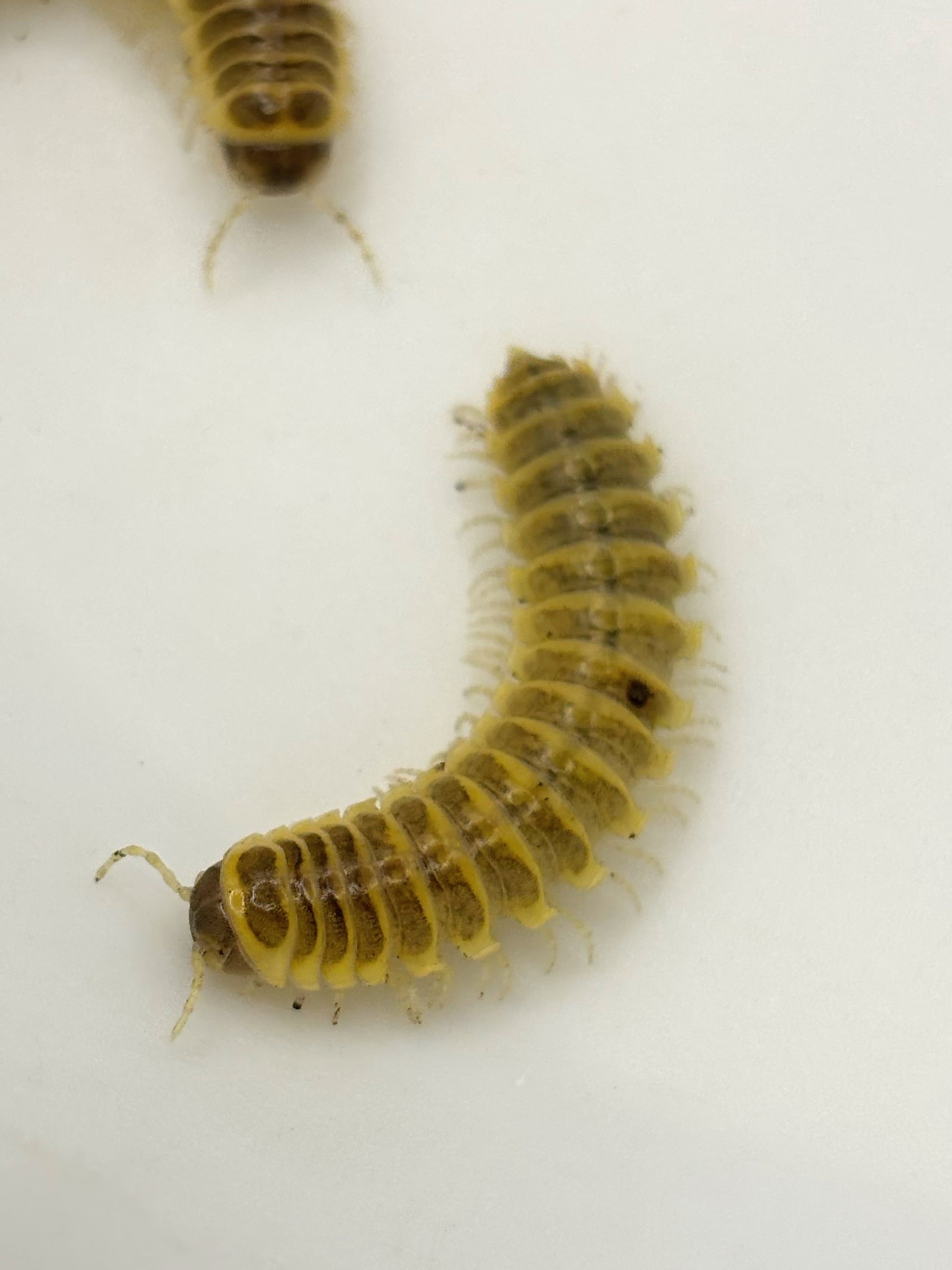 40mm】ナンベイテナガスジコガネ 昆虫標本 Sphodochlamys l Amazon