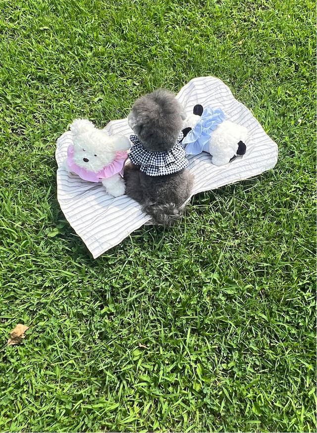 〈予約アイテム〉OHDIBS / capeness no.11 _