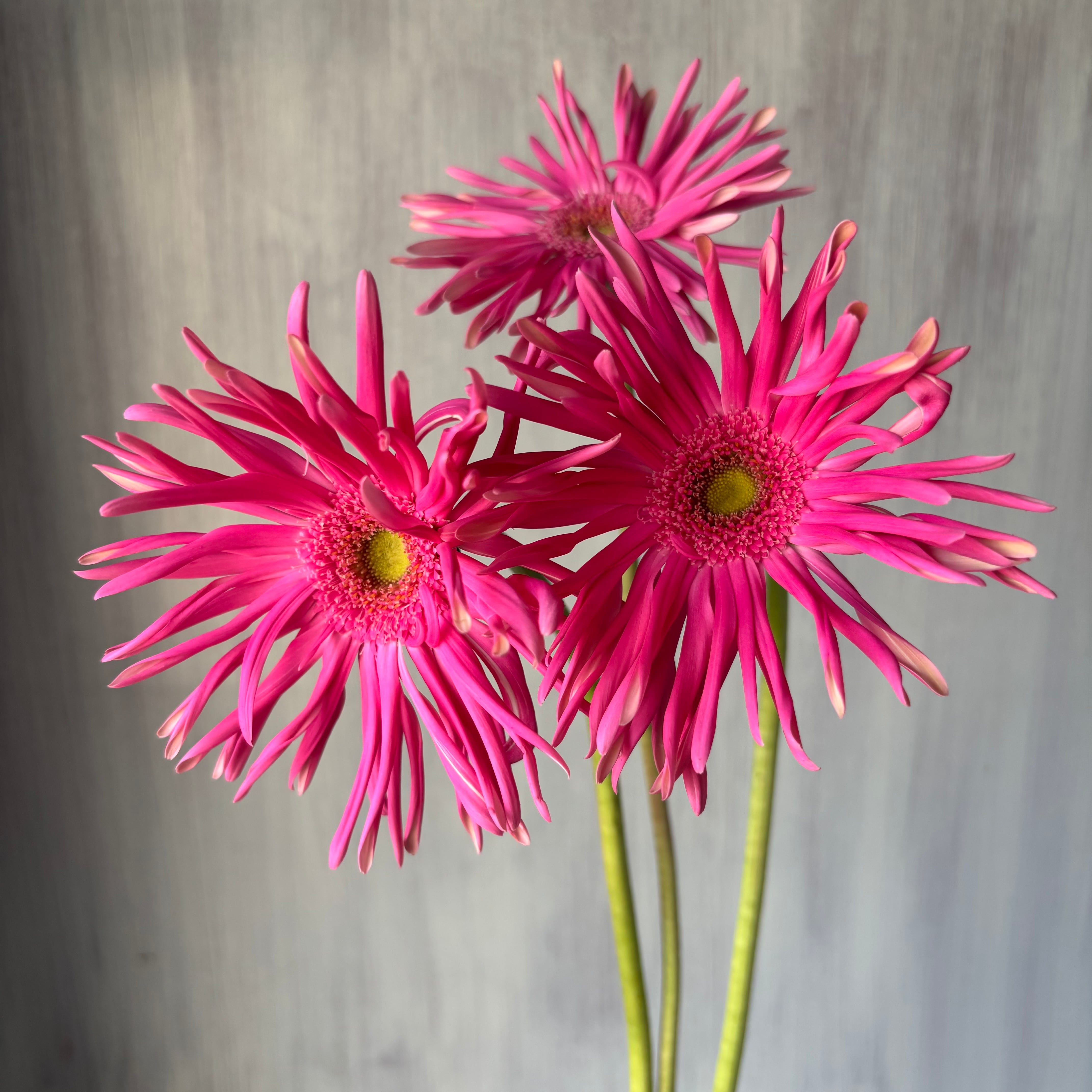 ポップキュートな大輪ガーベラ レベルジンクス （ショッキングピンク