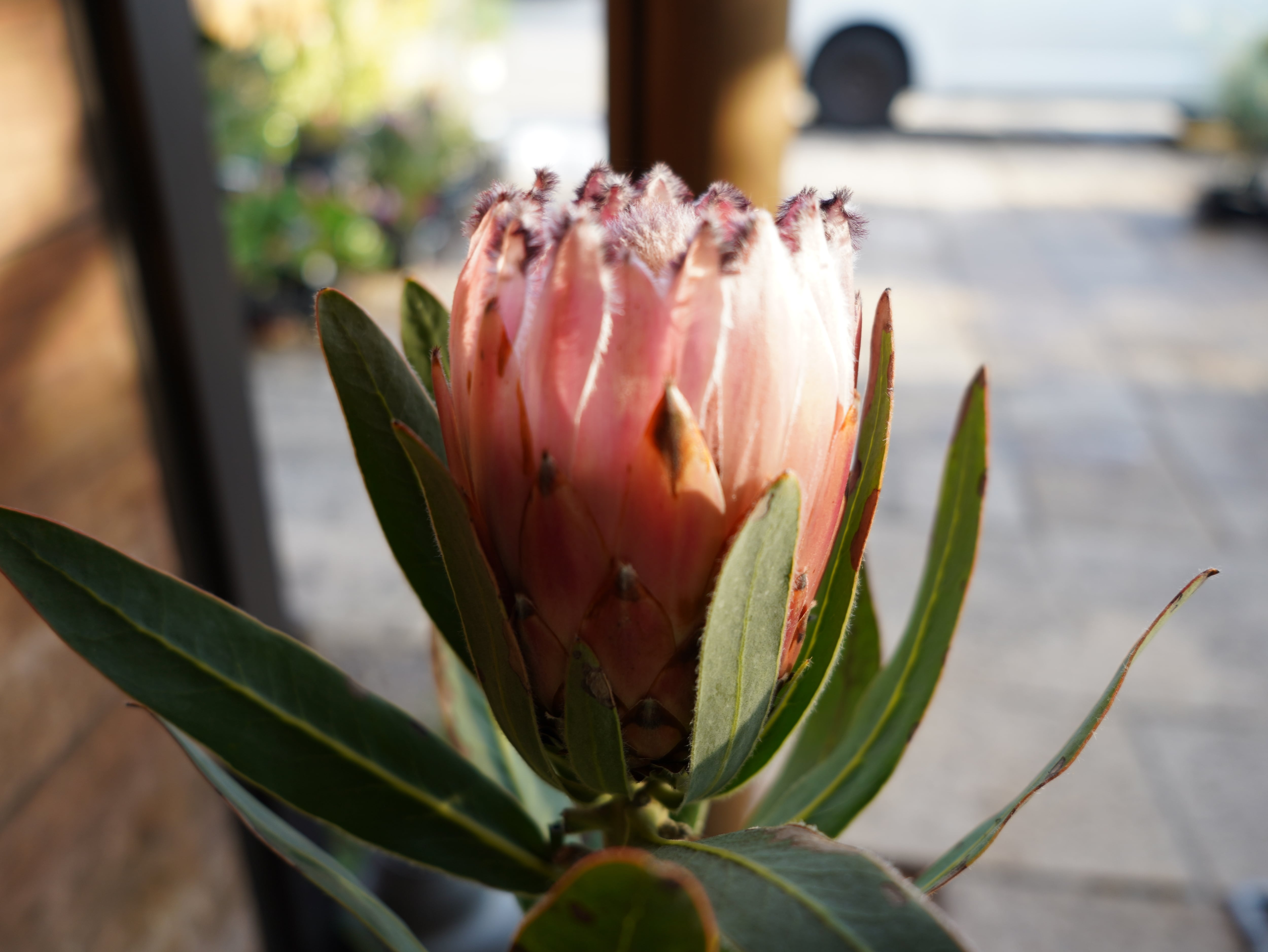 【現物】プロテア ”オーストラリスピンク” C