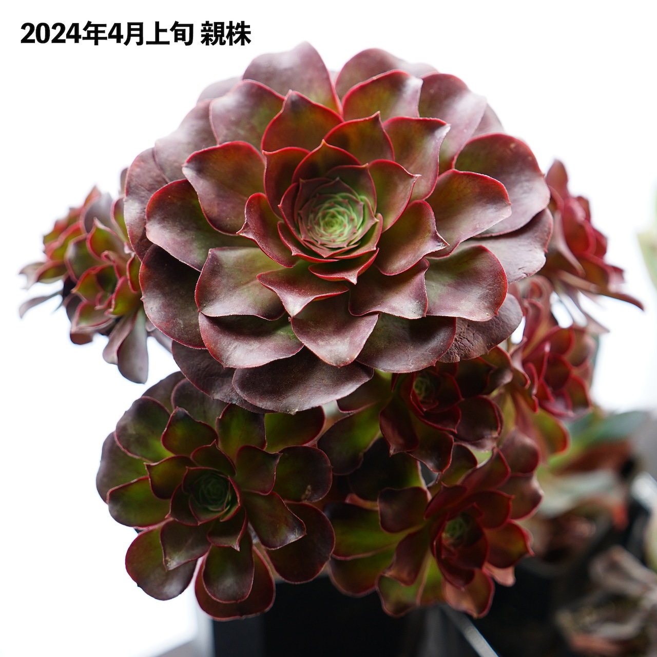 抜き苗 アエオニウム チャームゴールデンローズ 子株 Aeonium 'Charm Golden Rose'